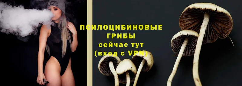 наркота  Поворино  Галлюциногенные грибы Cubensis 